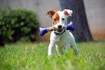 Doctor Dog 3.jpg